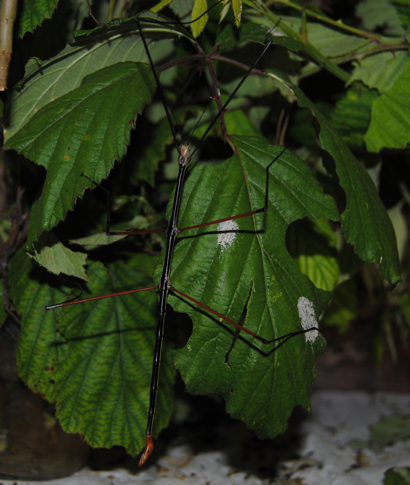 CLONOPSIS: Ramulus sp. 'Tam Dao'