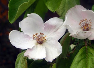 Flor del membrillero