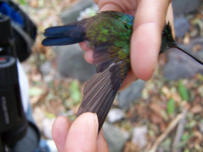 birds Nicaragua
