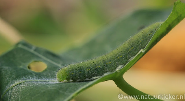 De gedaantewisseling van Koolwitjes