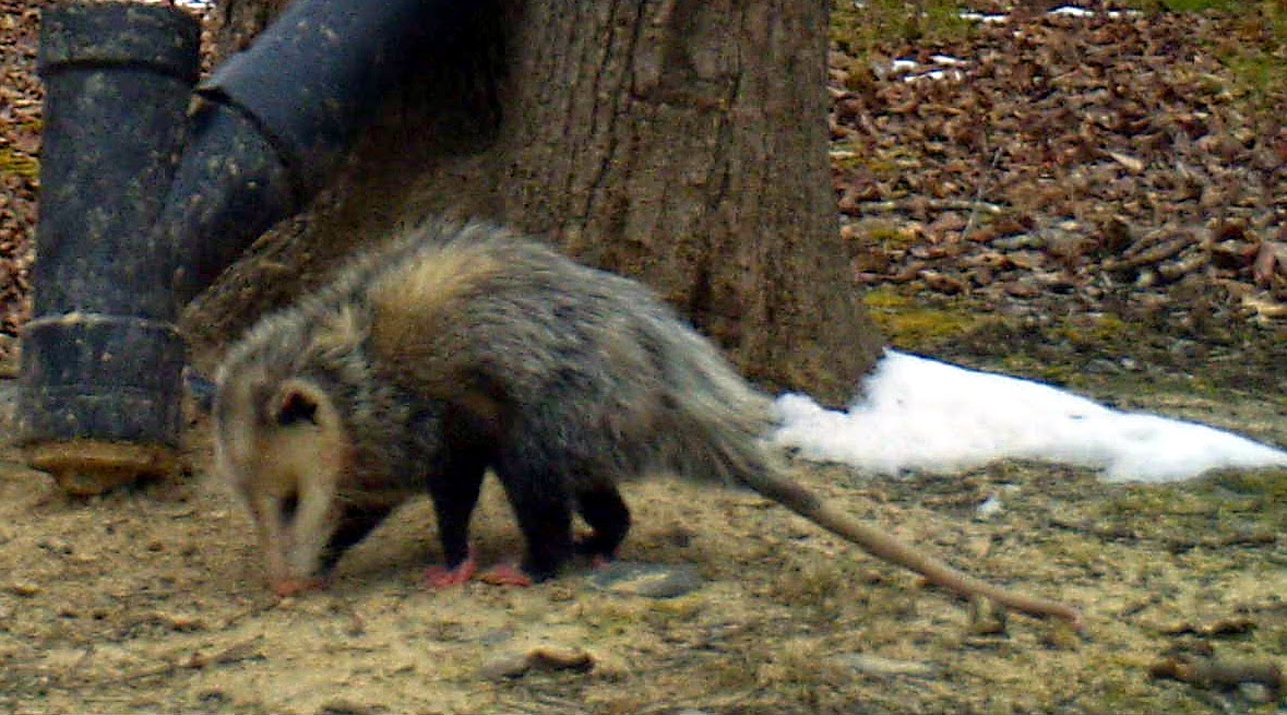 Small Mammals of Arkansas Trails of Arkansas (& now California)