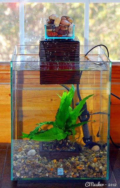 Goldie the Betta – 8/52