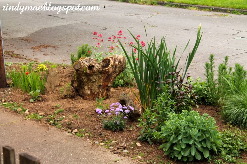 Rindy Mae: The Third Week Of May In The Front Yard