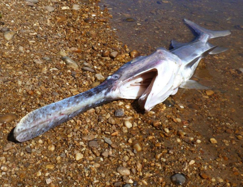 The Ecology Project Harold Bank's Alabama River Journal