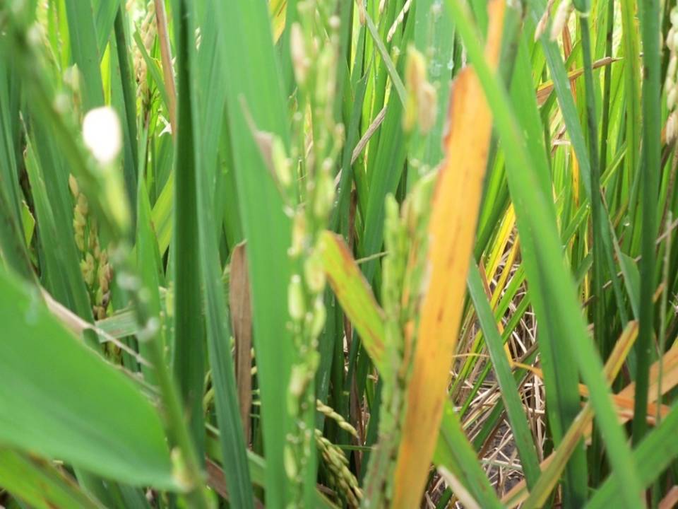 penyakit hawar daun bakteria padi