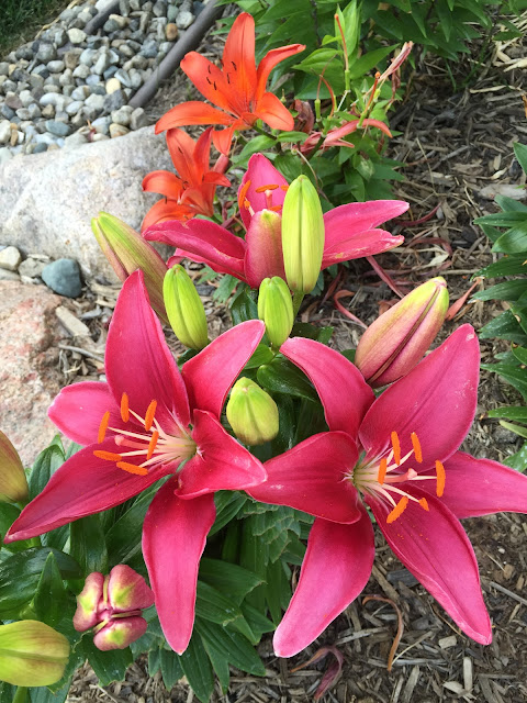 Lily 'Tiny Pearl' (front) and 'Tiny Invader' (back)