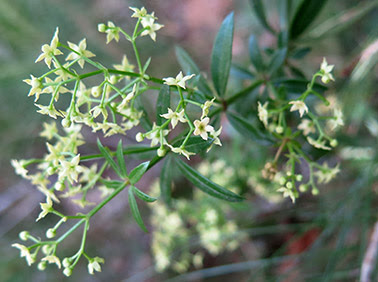 Rubia (Rubia peregrina)