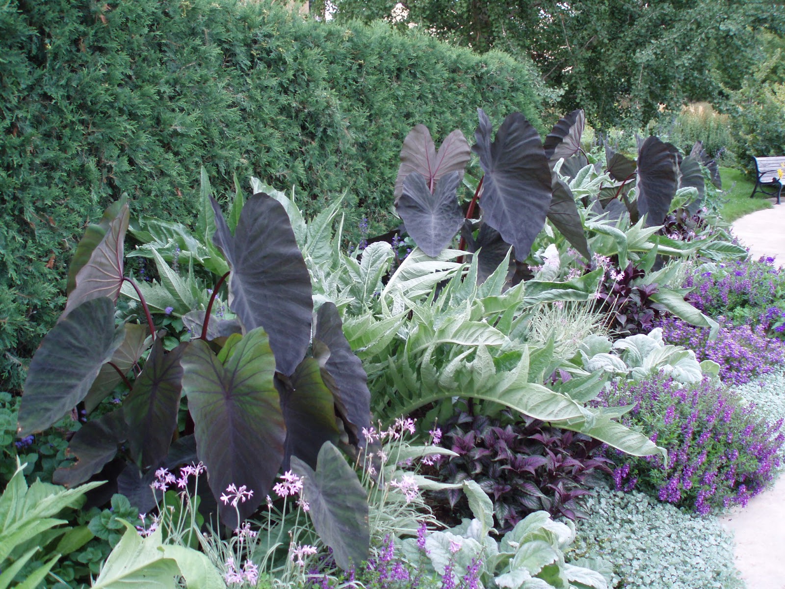 Purple Leafed Plum Purple Leaf Plum Tree Purple Plum Tree Plum