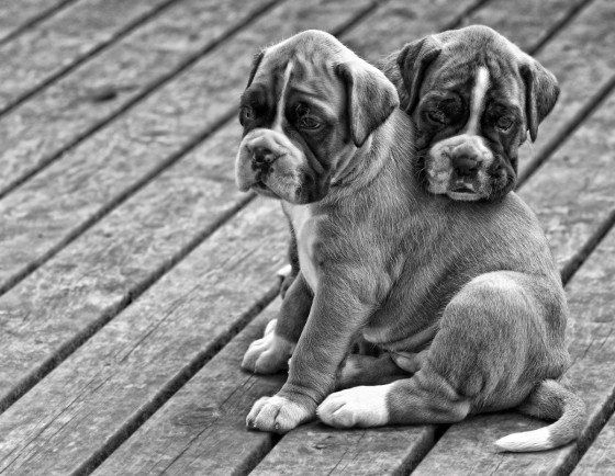 Fotos blancon  y negro de cachorros