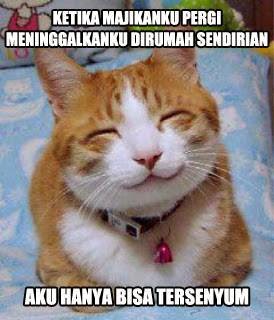 Kicau-angsa: Kumpulan Meme Kucing Paling Gokil dan Menggelikan