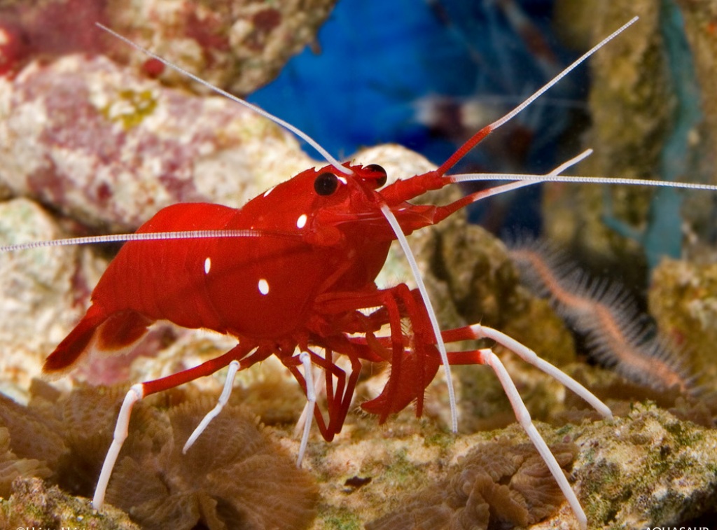 Best Indonesian Shrimp Exporters Production Method Indonesia Shrimps