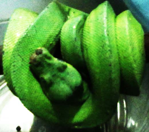 POPURI REPTILES: POPURI REPTILES : ULAR CONDRO / GTP ADULT ( GTP/GREEN ...