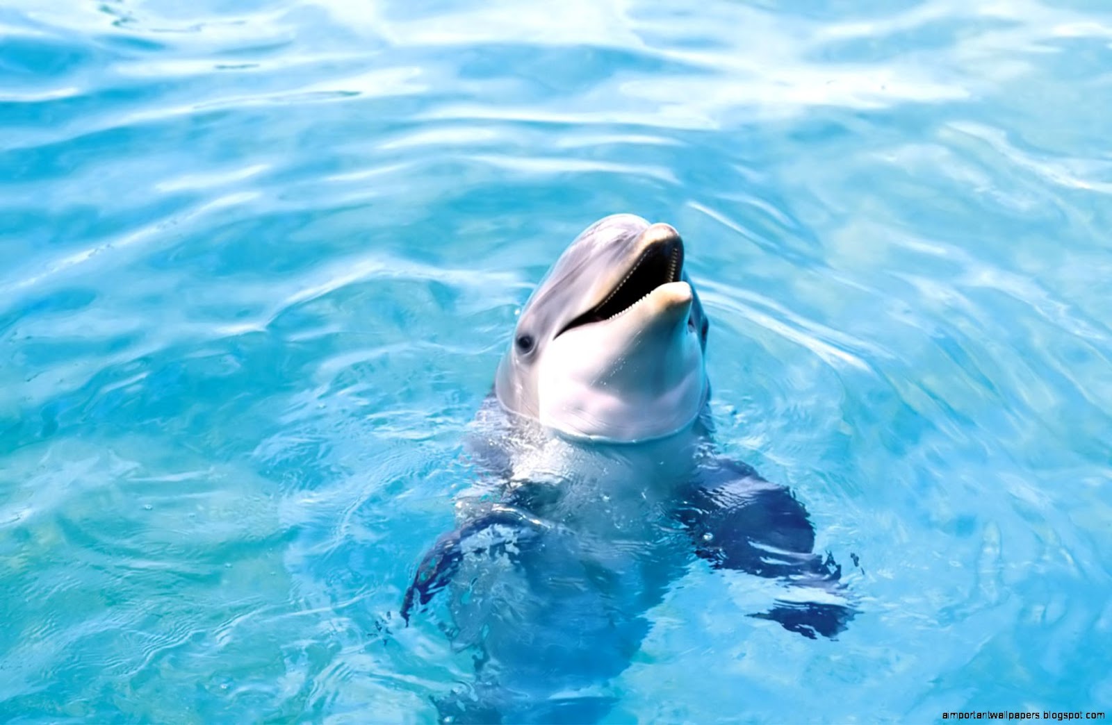 Ocean Animals Dolphins
