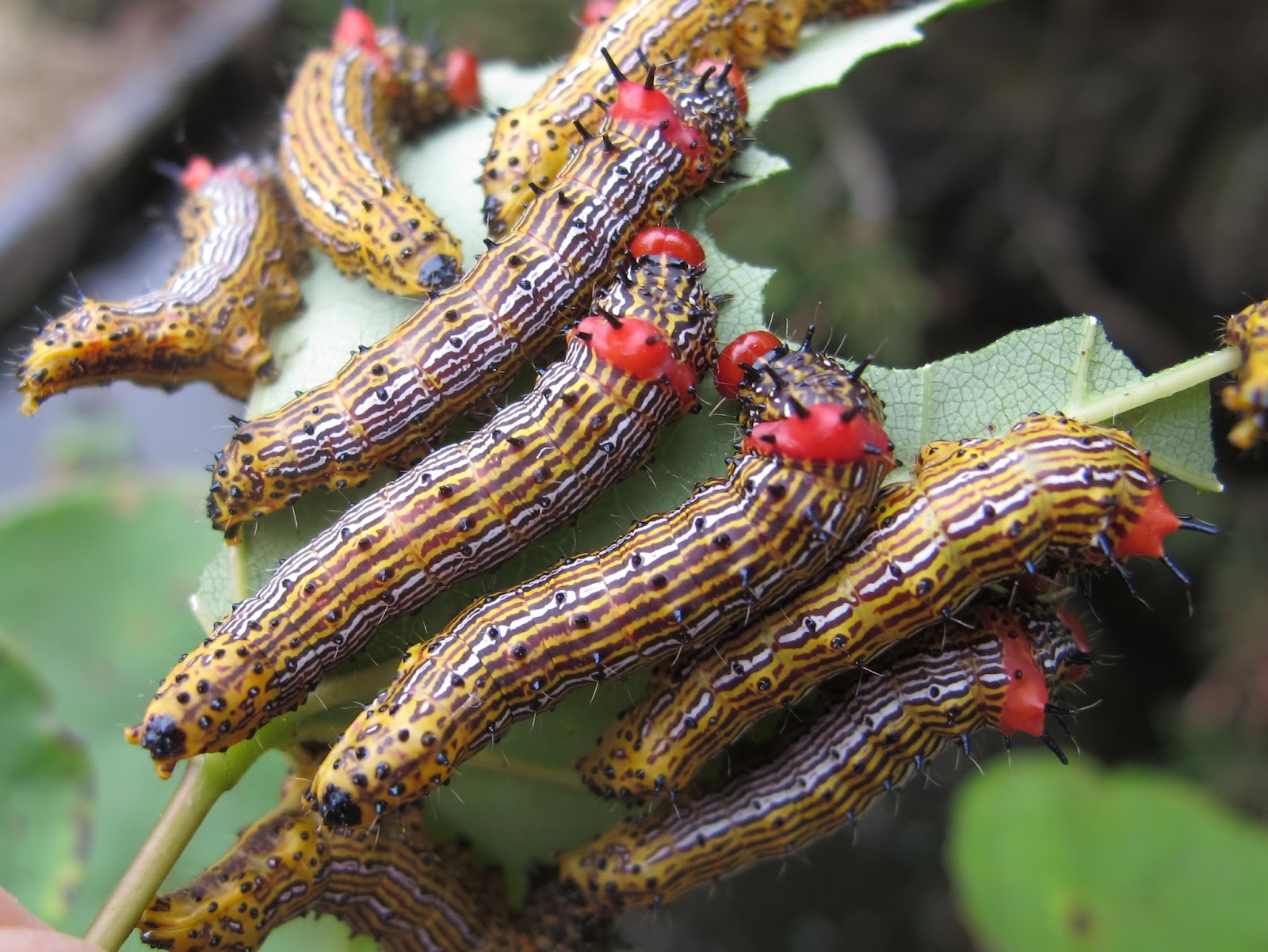 Blue Jay Barrens What's Eating the Redbuds?