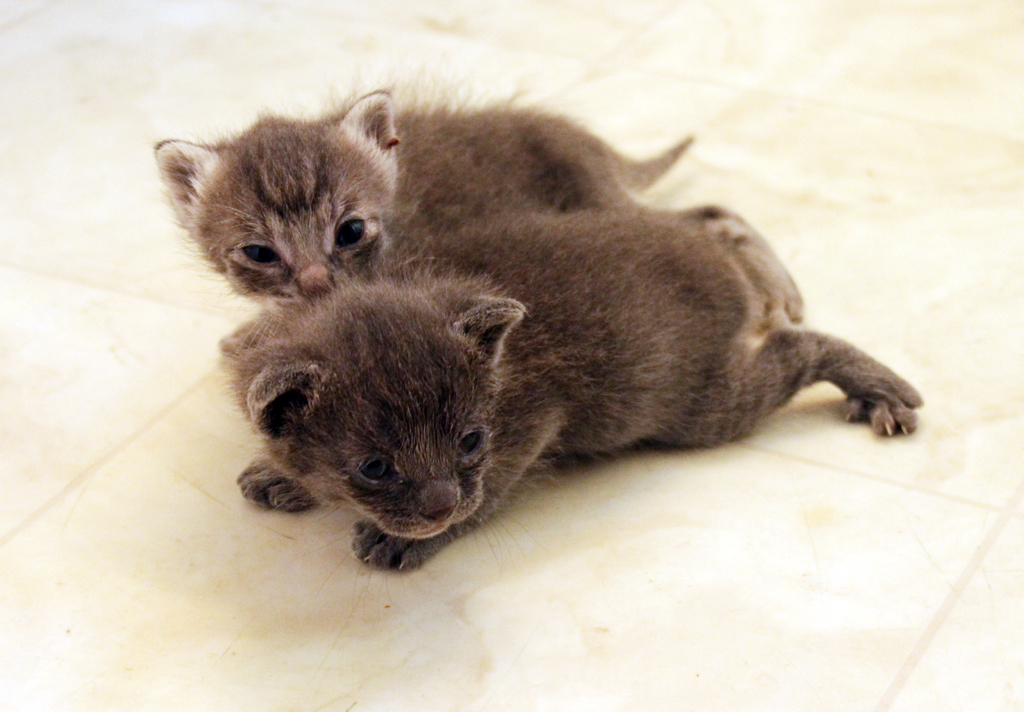 FELINES ARE WONDERFUL Bella's kittens at 3 weeks open eyes and