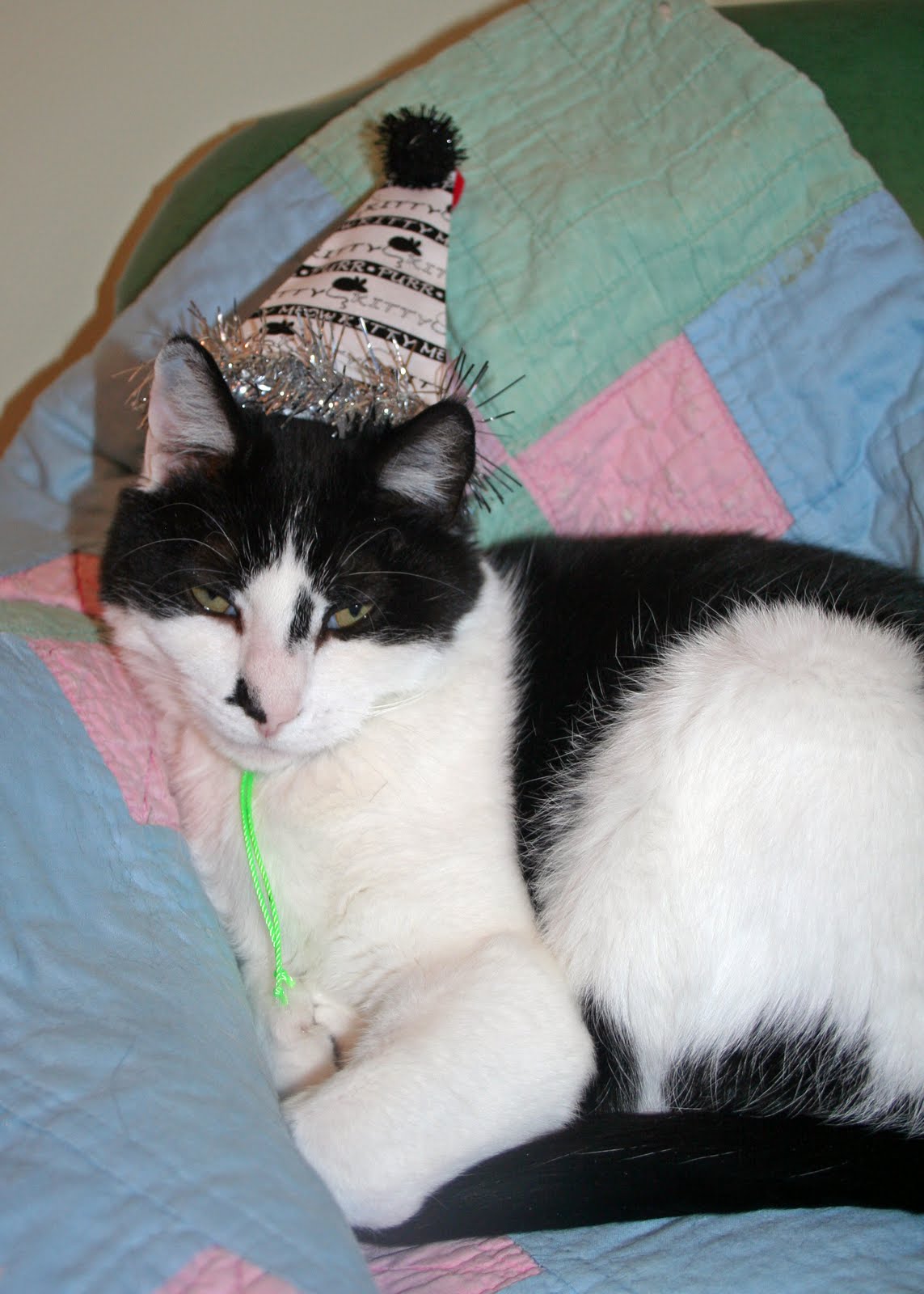 The Cat in the Clover New Line of Party Hats for Cats!