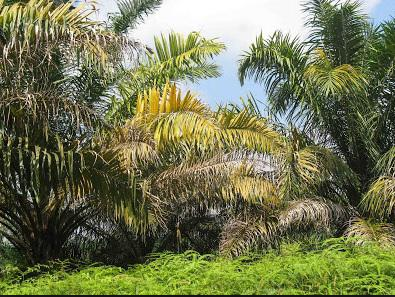 19+ KELAPA SAWIT Kekurangan Unsur Hara Kalium