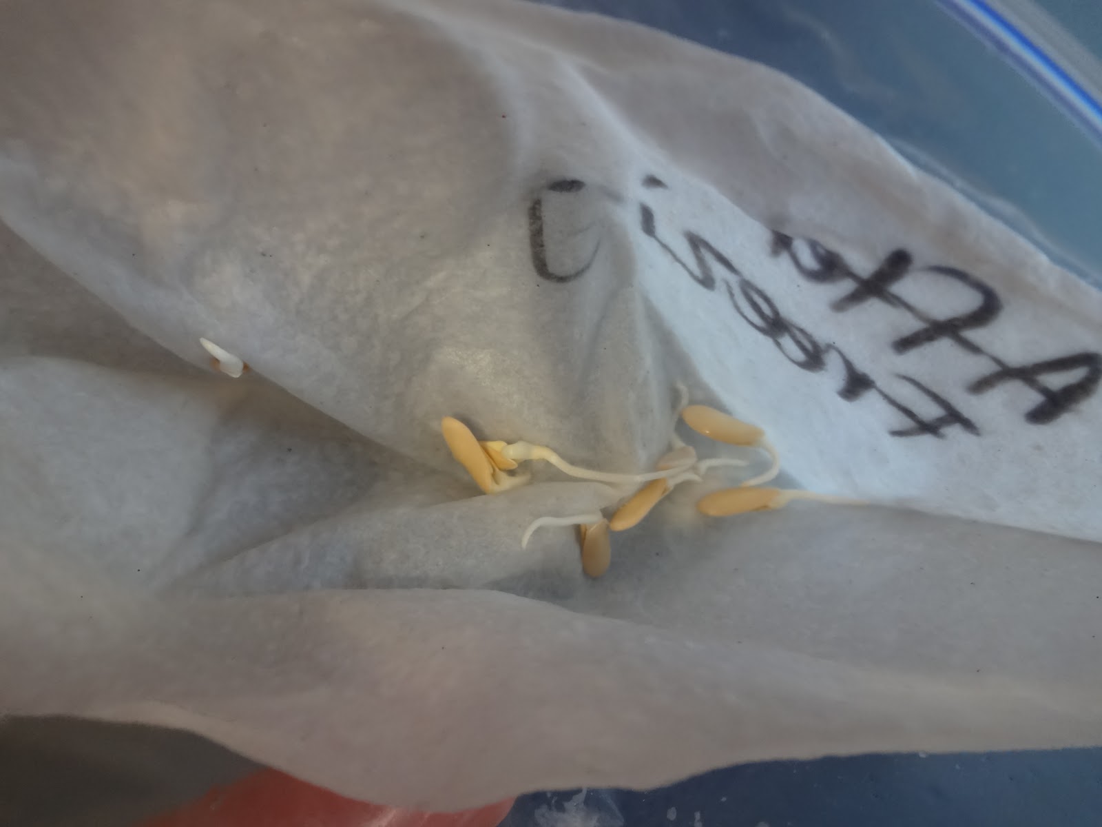 The Scientific Gardener Long Term Storage of Seeds