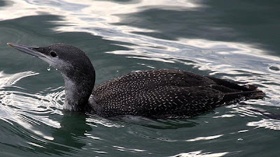 Colimbo chico (Gavia stellata)