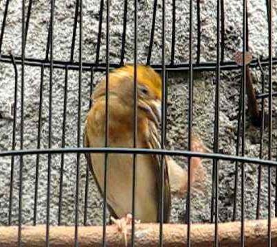 6 Cara Membuat Gacor Burung Manyar Burung Kicau Nusantara