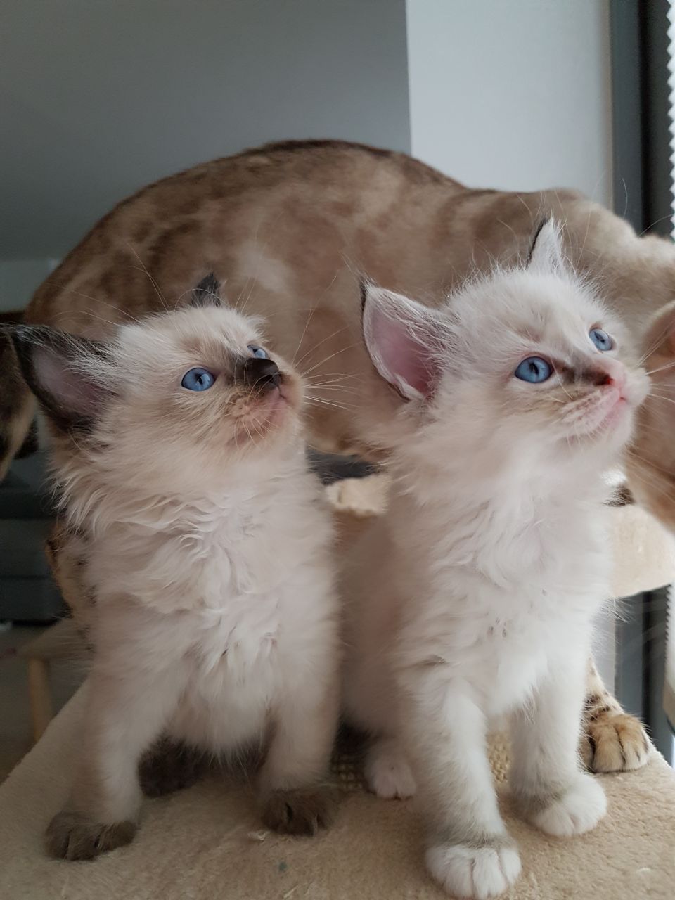 The Kuwait Cats and kittens Adoption and sales email us at