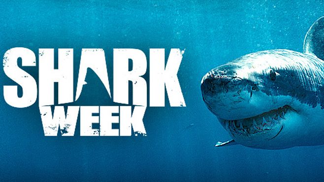 shark themed toys