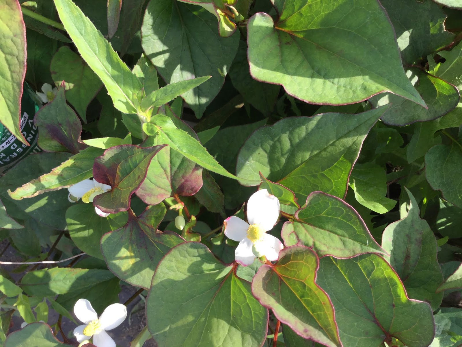 The Plant Hunter January 2016