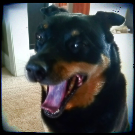 image of Zelda the Black and Tan Mutt yawning