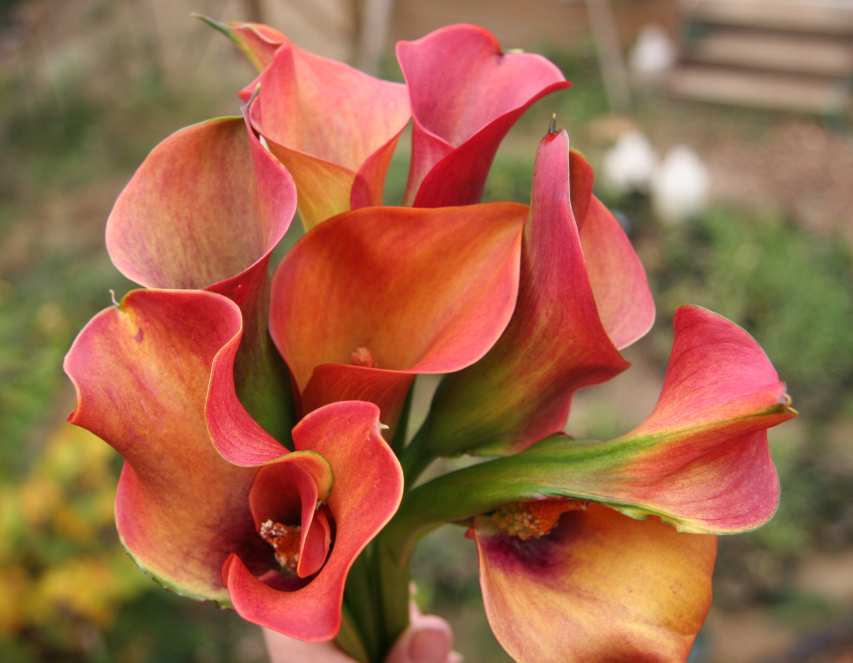 Gallery of Callas Lilies by Color Orange Calla Lilies