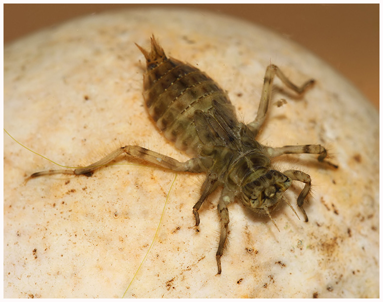 Kent Dragonflies Black tailed Skimmer (Orthetrum cancellatum) Nymph