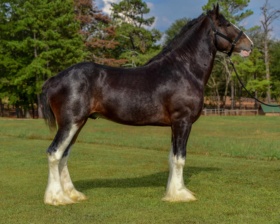 Classic City Clydesdales CLASSIC CITY BREEDING STALLIONS