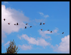 flying birds dew drops suddenly fall did its