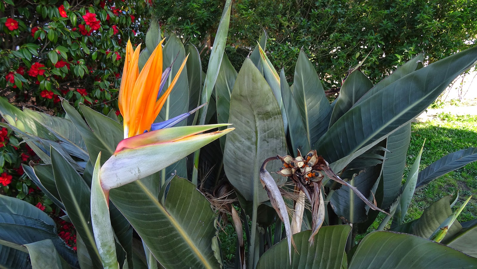 NixPixMix BIRD OF PARADISE SEEDS