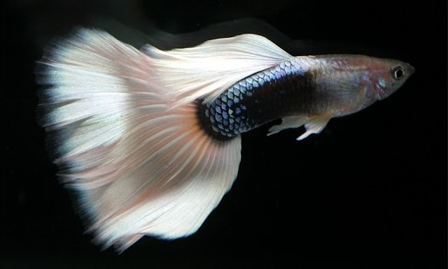 Gambar Ikan Guppy - Budidaya Ikan