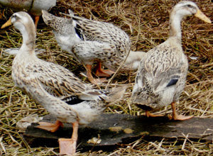 Ternyata Ini Perbedaan Bebek dan Itik! - JENIS PERBEDAAN