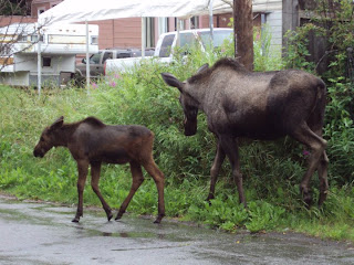 Blog del viajero: ALASKA: AVENTURA Y NATURALEZA PURA