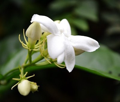 Bunga melati dianggap sebagai salah satu bunga harum paling populer di dunia.