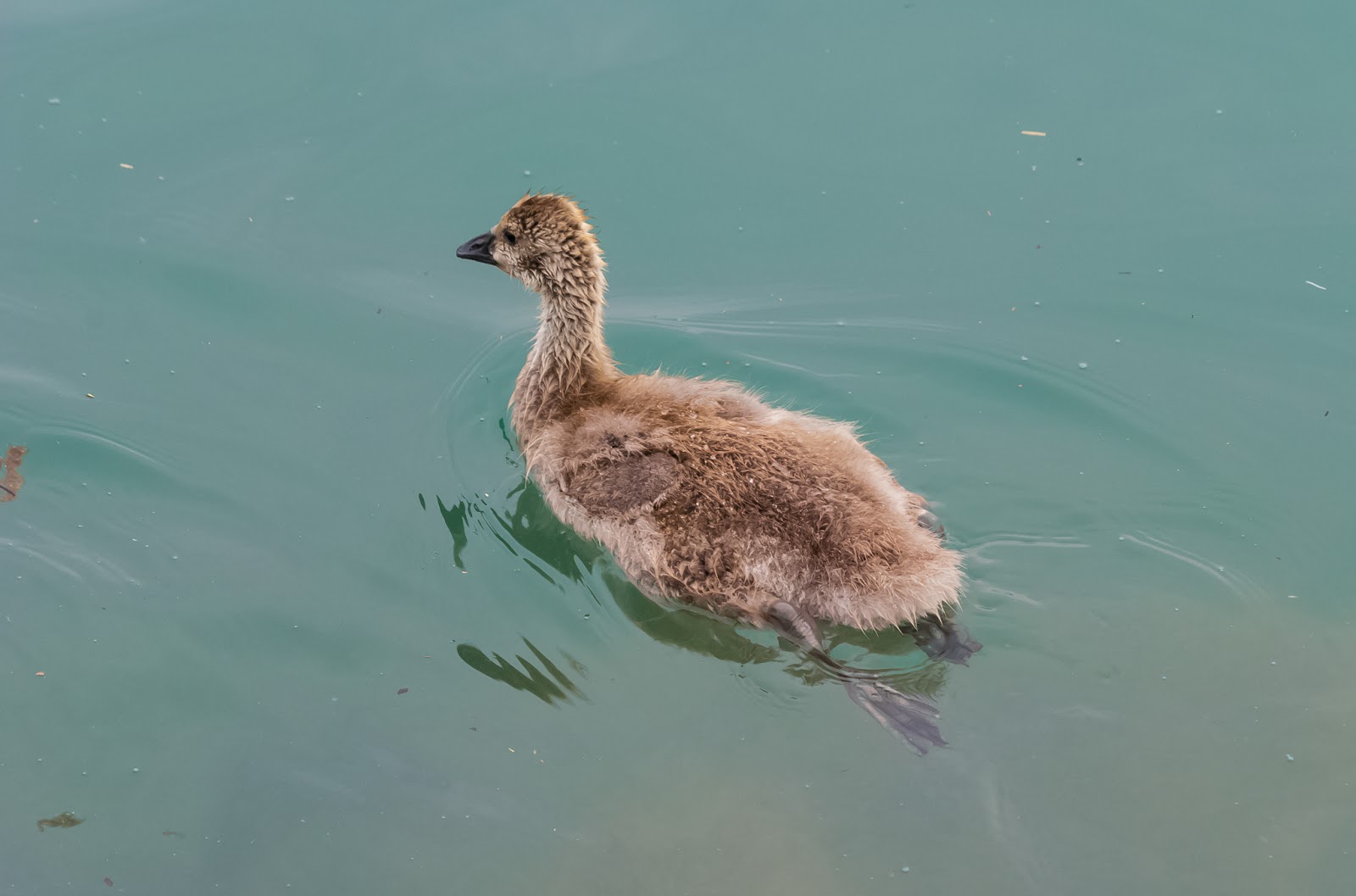 Canadian Geese With Goslings