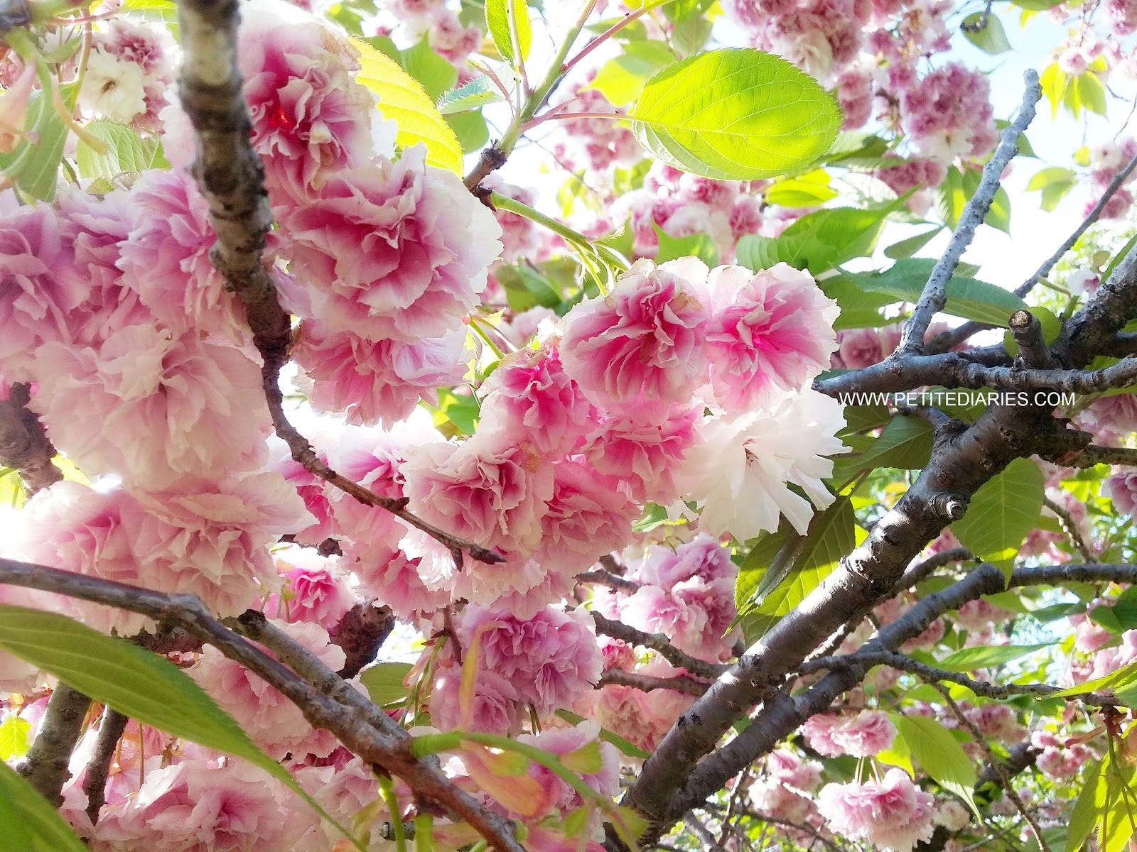 yaezakura sakura cherry blossom tree in japan