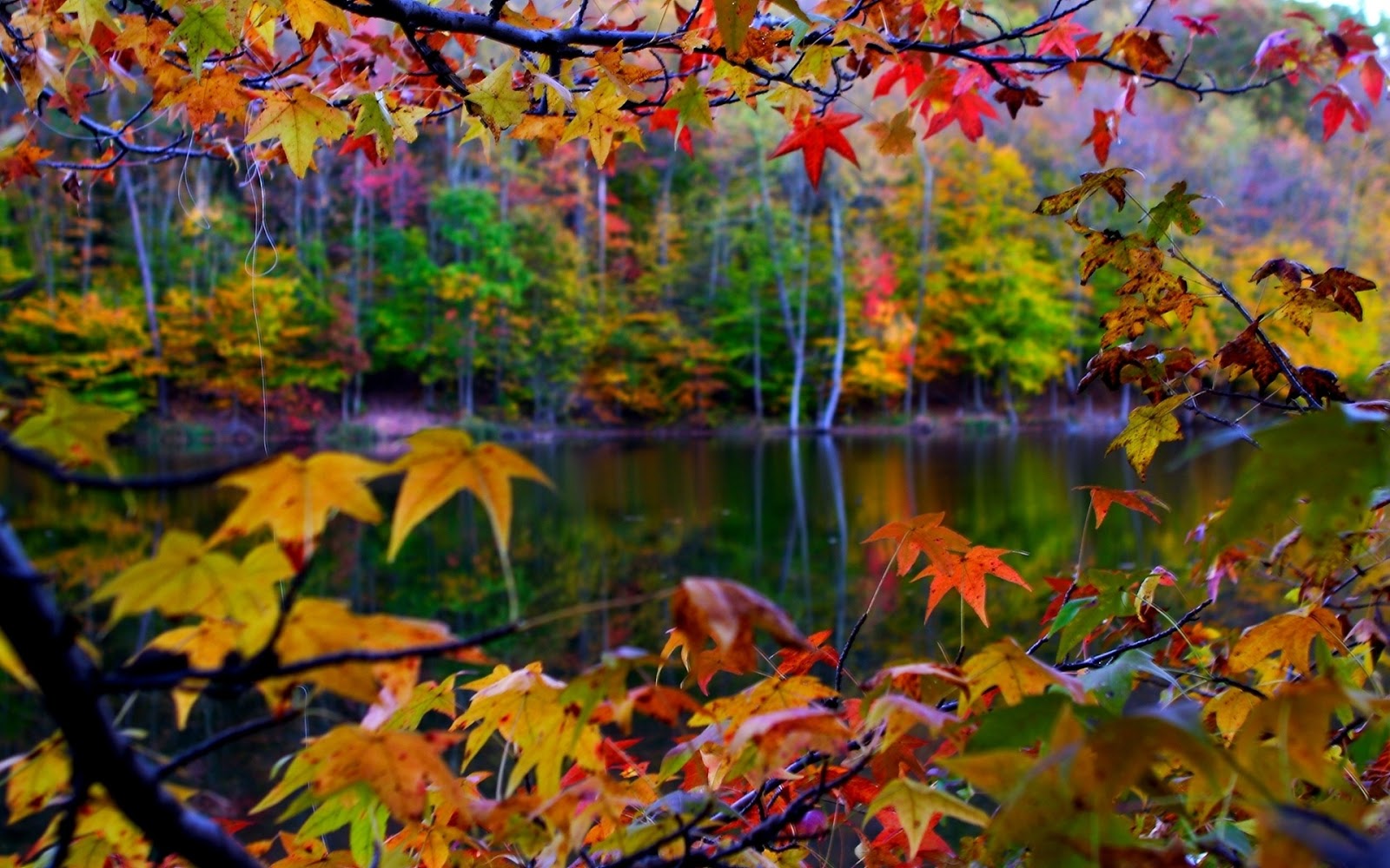 Autumn+Framing+Photography.jpg