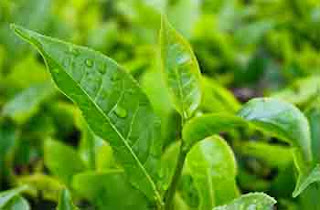 aceite de arbol de te sirve para la candidiasis