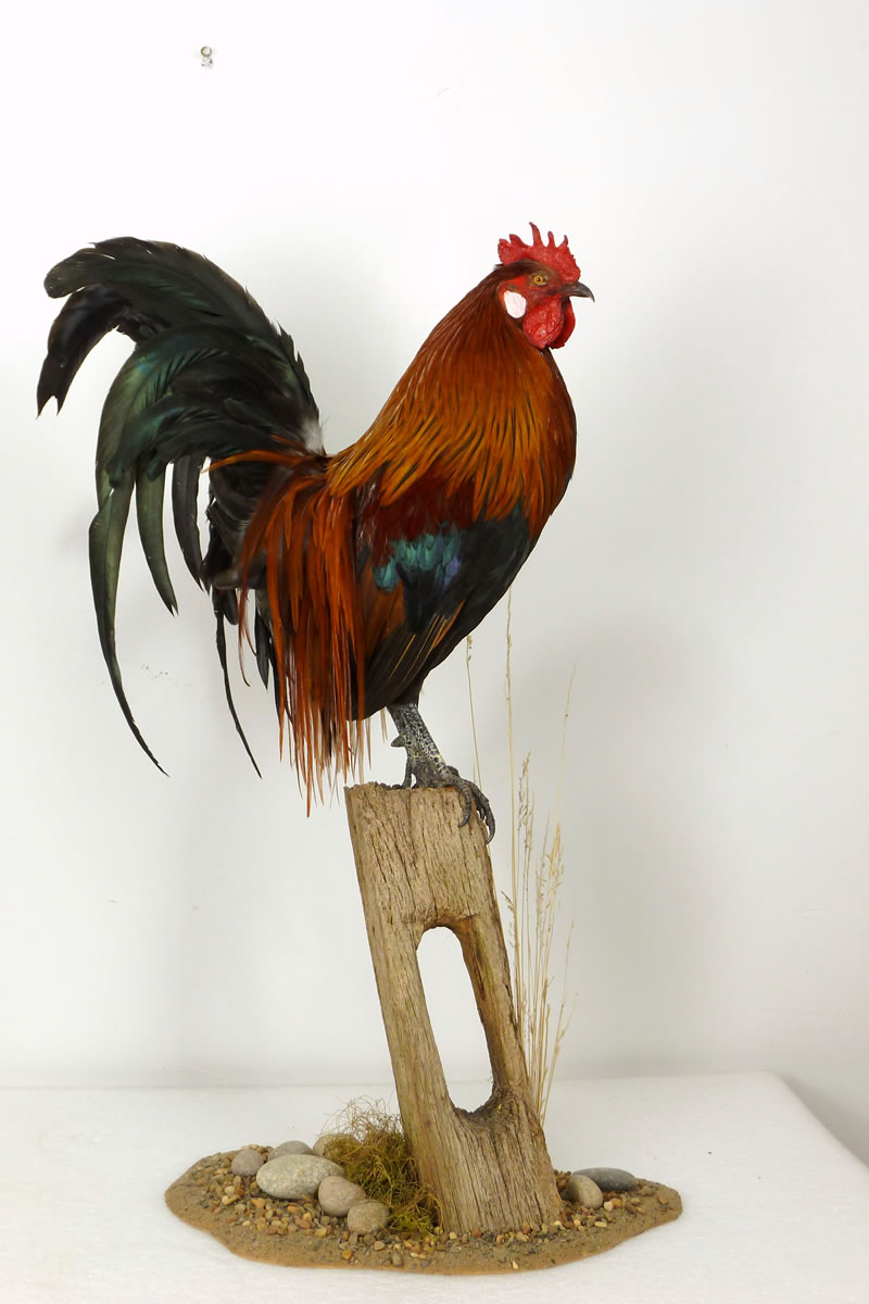 Bird In Everything Small Bird Taxidermy