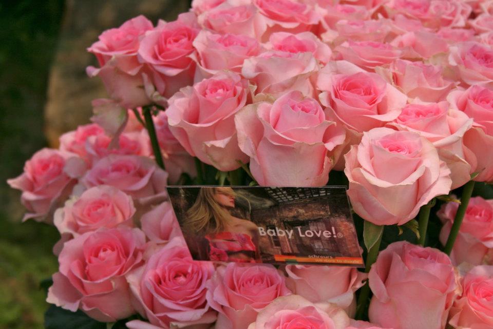 Gambar Buket Bunga Mawar Pink Yang Indah Dan Sedap 