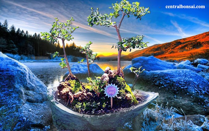 Cara Membuat Bakalan Calon Tanaman Bonsai