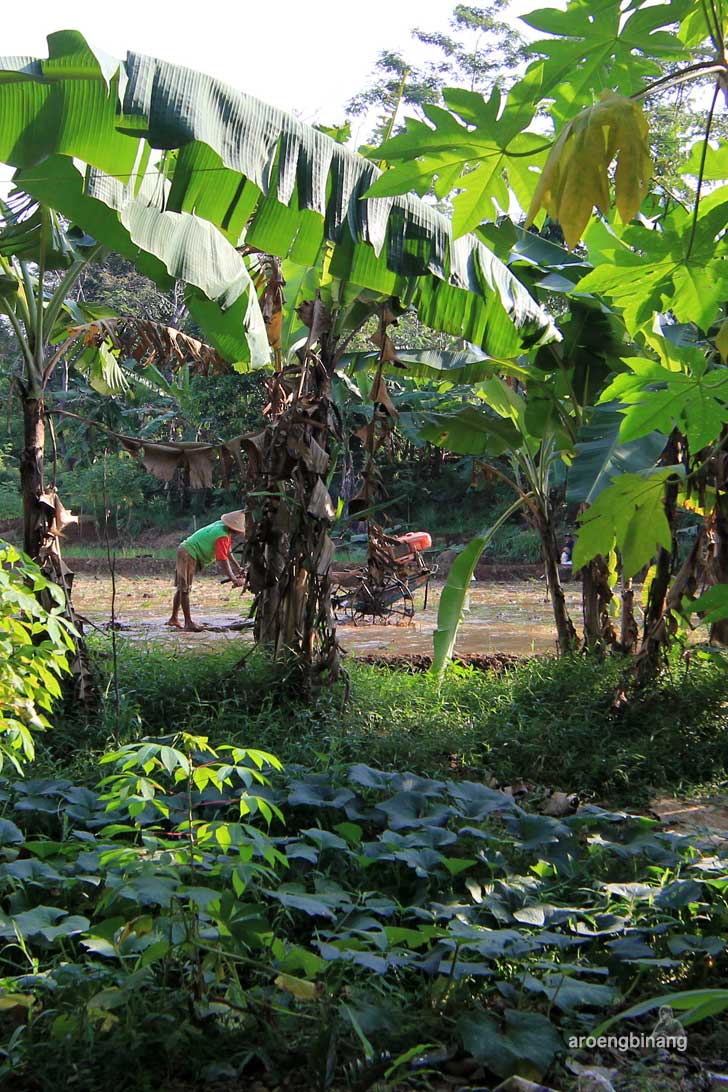 bendung padurekso karanggondang pekalongan