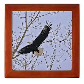 Eagle Keepsake Box