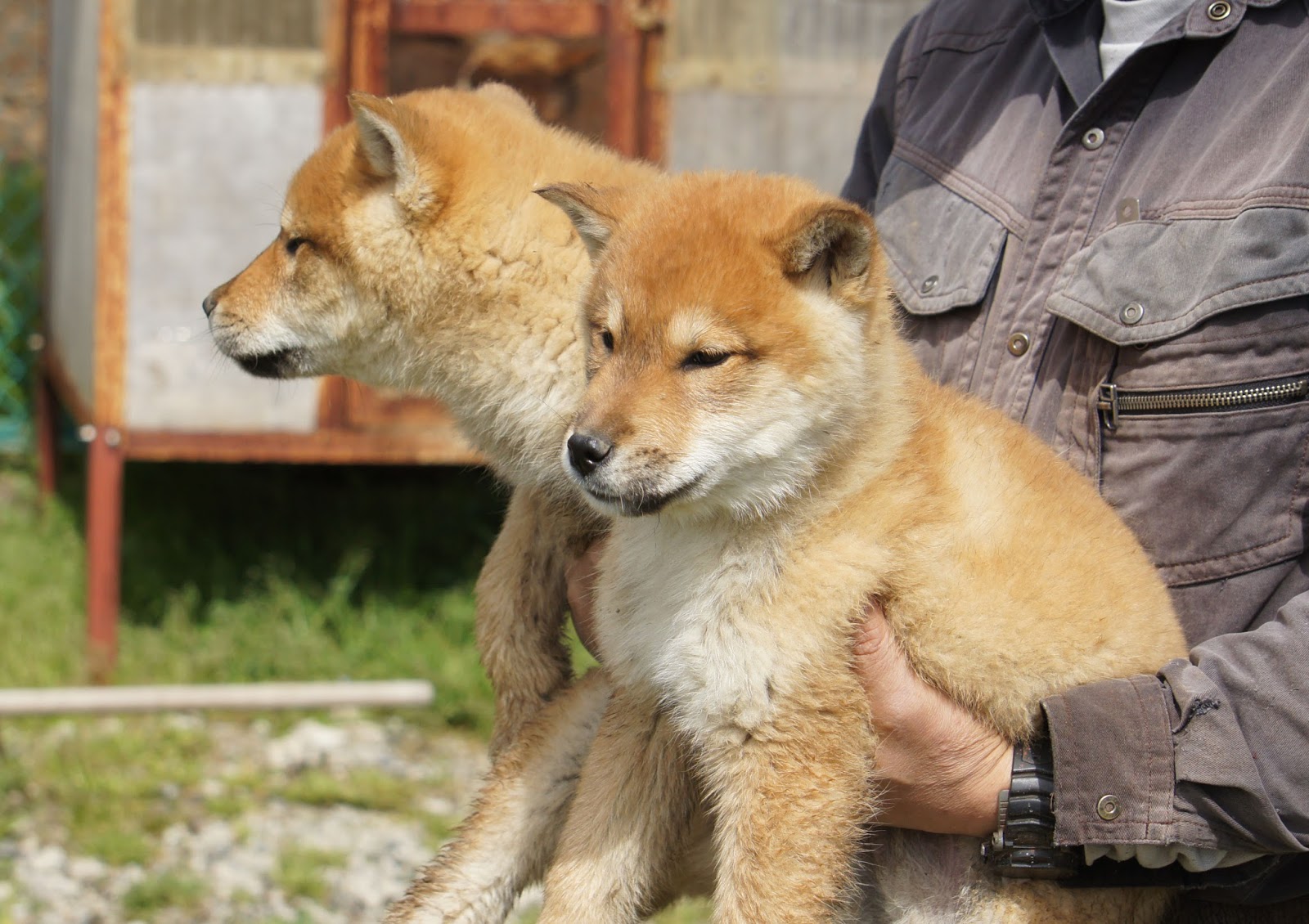四国犬の子犬・里親募集 Shikoku Puppy Available
