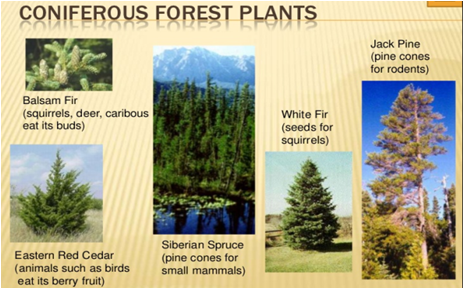 coniferous forests taiga fauna boreal