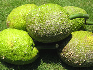 breadfruit disadvantages fruit disadvantage
