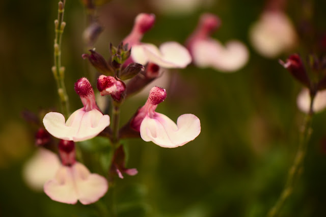 Salvia greggii, autumn moon, texas sage, autumn sage